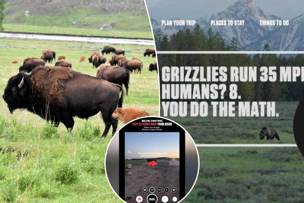 Resort town near Yellowstone fights reckless behavior with wildlife selfie safety PSA - after grandmother mauled by bison